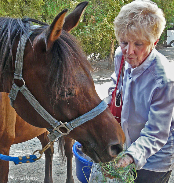 Khnigts Wyndsong (Arabian) & Terri