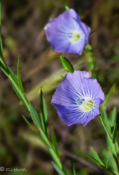 Blue Flax
