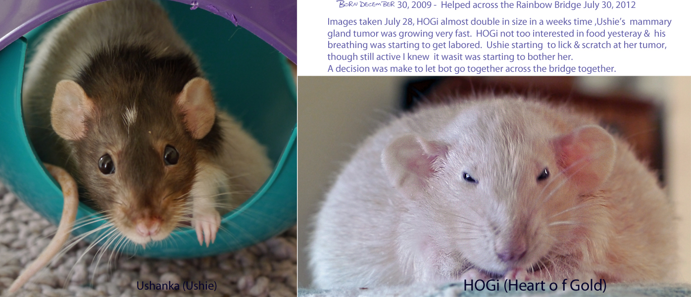  Last Ones Crossing the Rainbow Bridge
