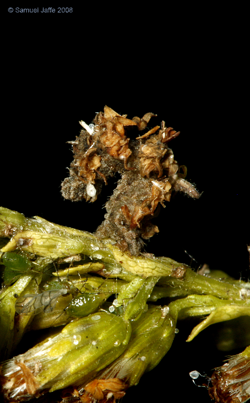 Synchlora aerata (Camouflaged Looper)