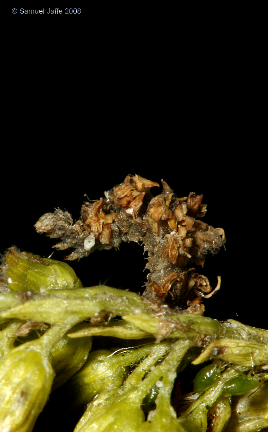 Synchlora aerata (Camouflaged Looper)