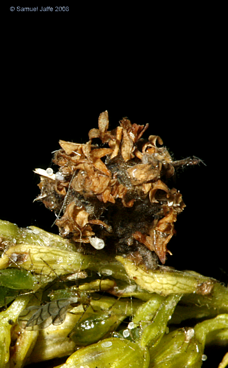 Synchlora aerata (Camouflaged Looper)