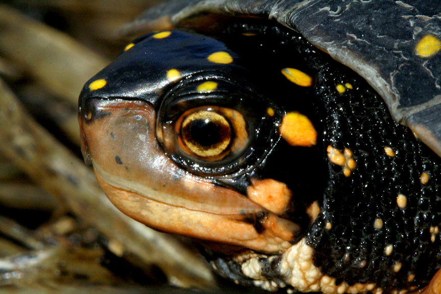 Clemmys guttata - Spotted Turtle