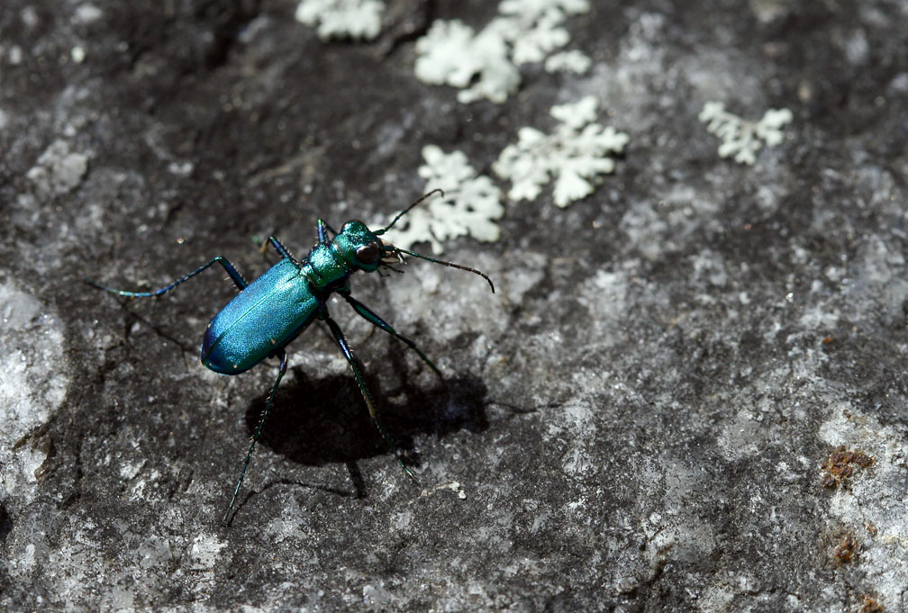 Six Spotted Tiger Beetle