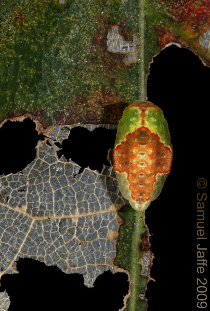 Tortricidia pallida - Red-crossed Button Slug
