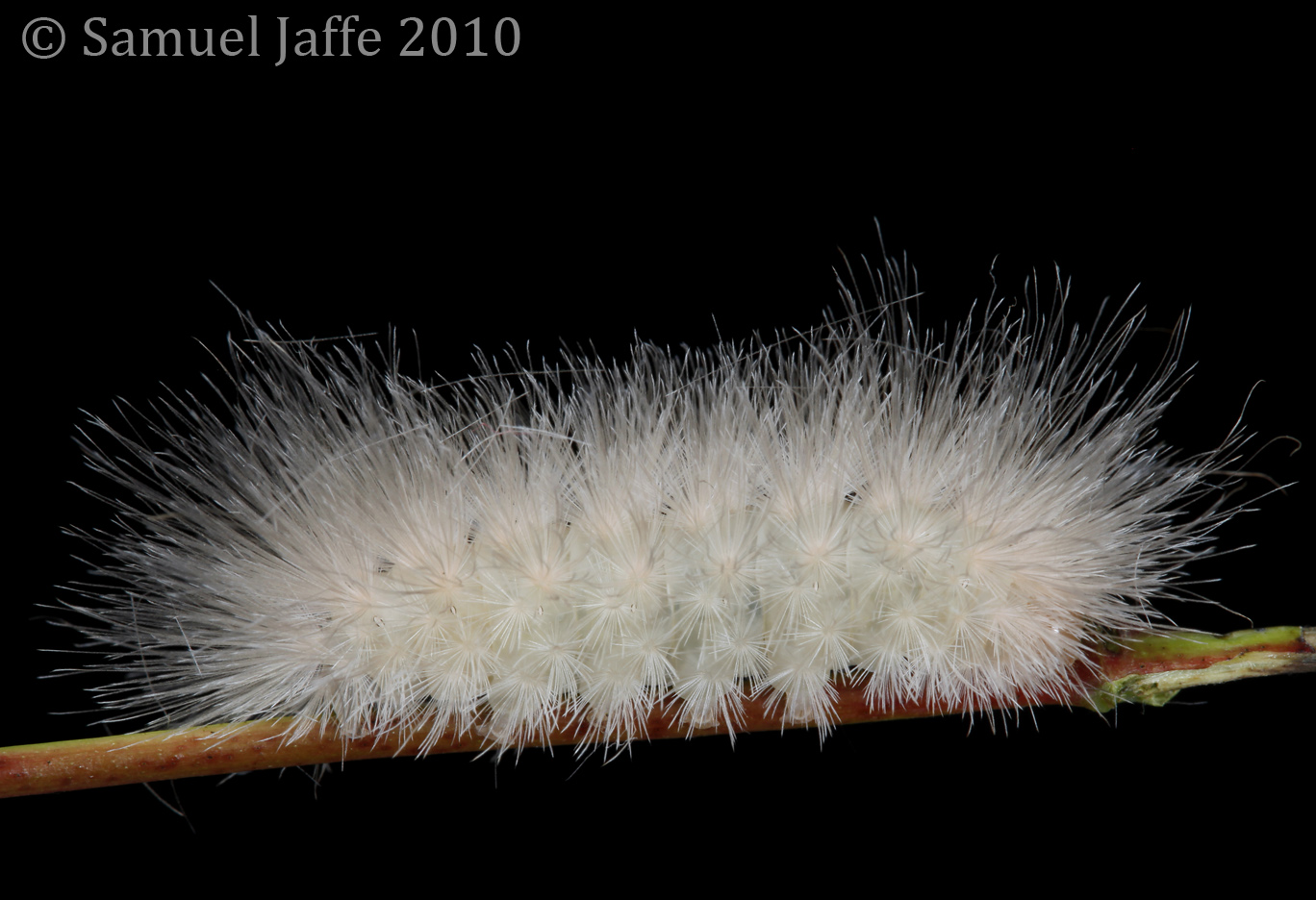 Cycnia tenera - Dogbane tiger-moth or Delicate Cycnia