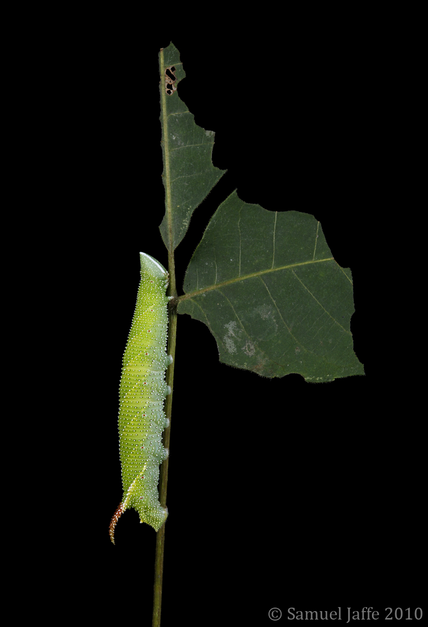 Amorpha juglandis - Walnut Sphinx
