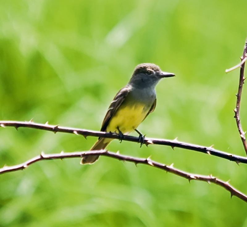 Great Crested Flycatcher