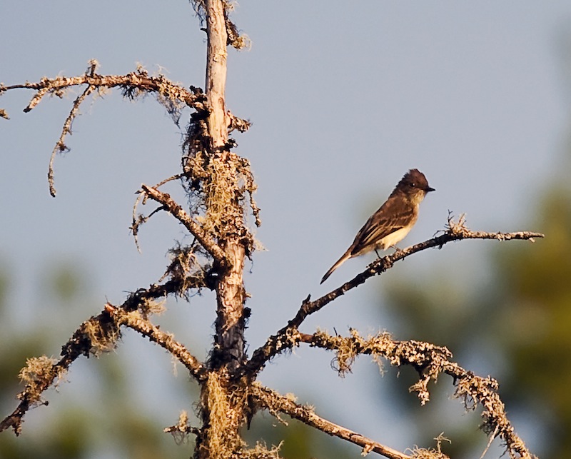 Flycatcher