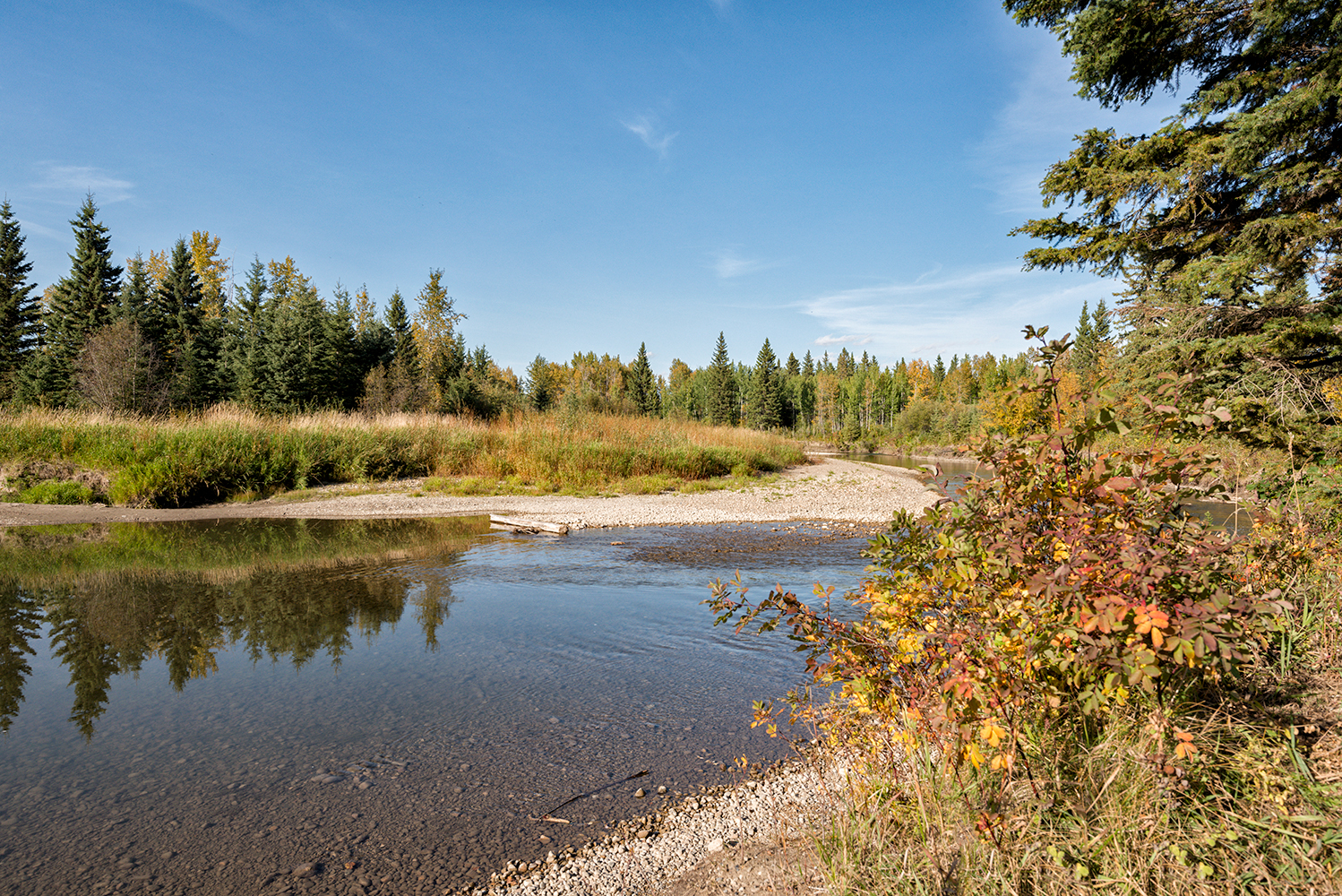 Mid September On The Little Red Deer River
