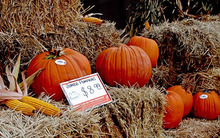 Shopping for Pumpkins