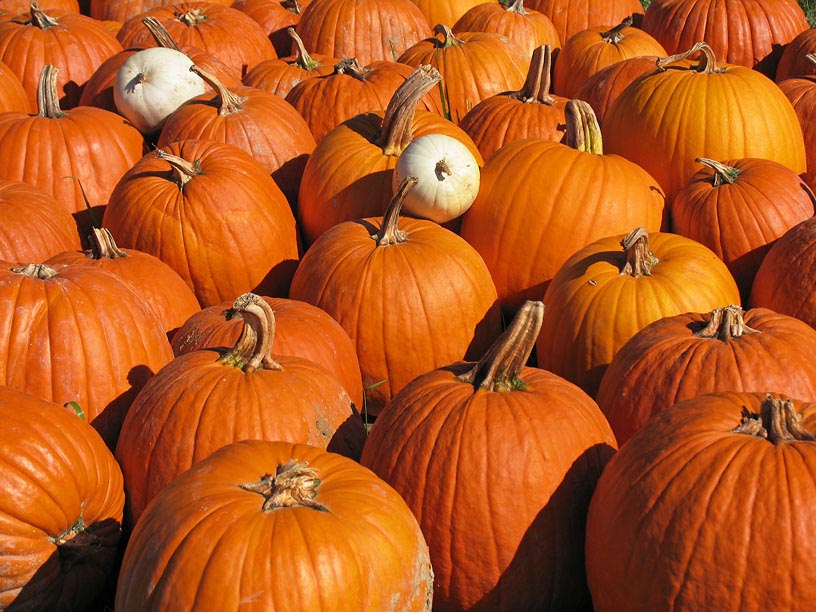 Which pumpkin do I buy ?