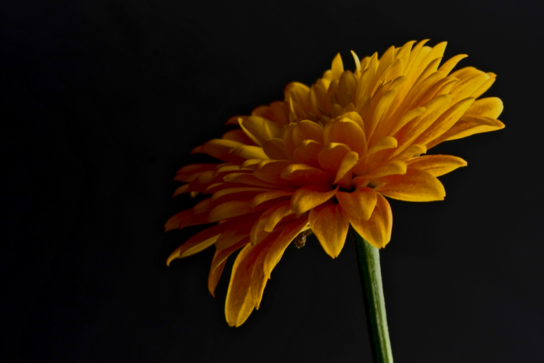 Orange Flower