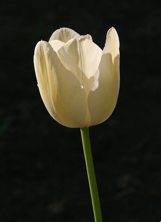 White tulip