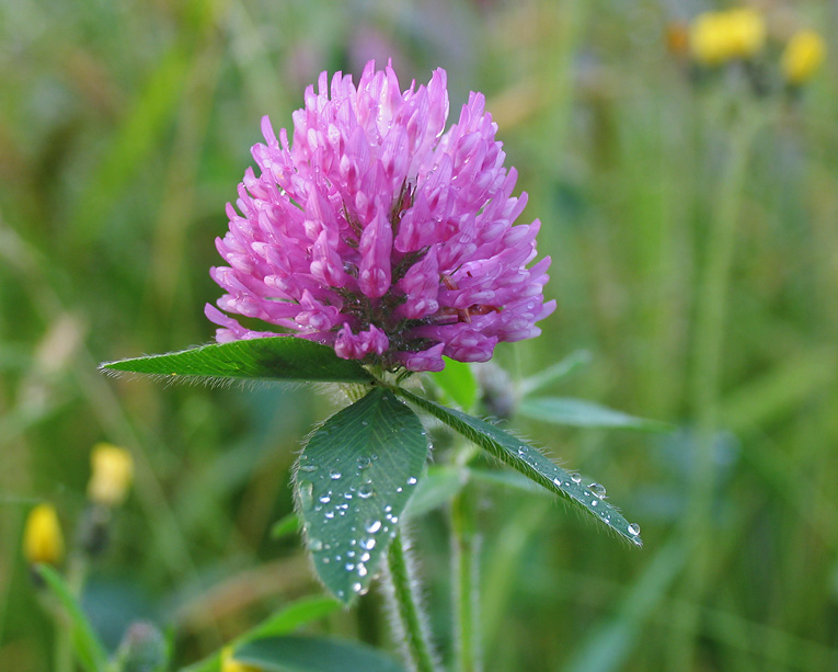 Purple clover