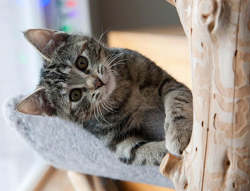 Too Cute for Words