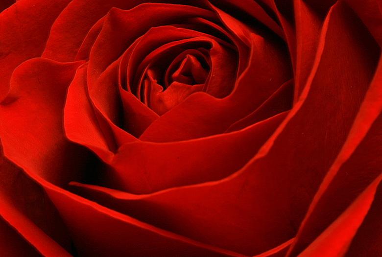3rd - I got roses!  - by Penny Street