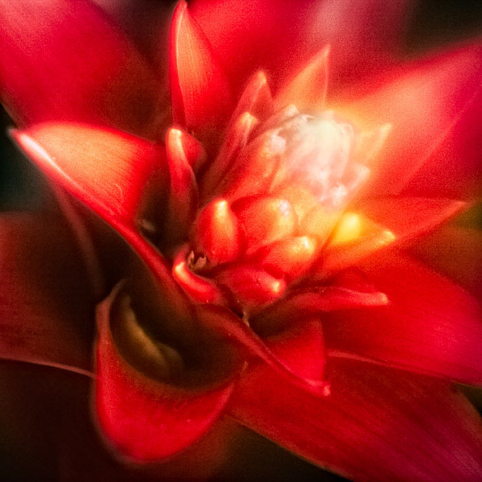 Painterly Bromeliad