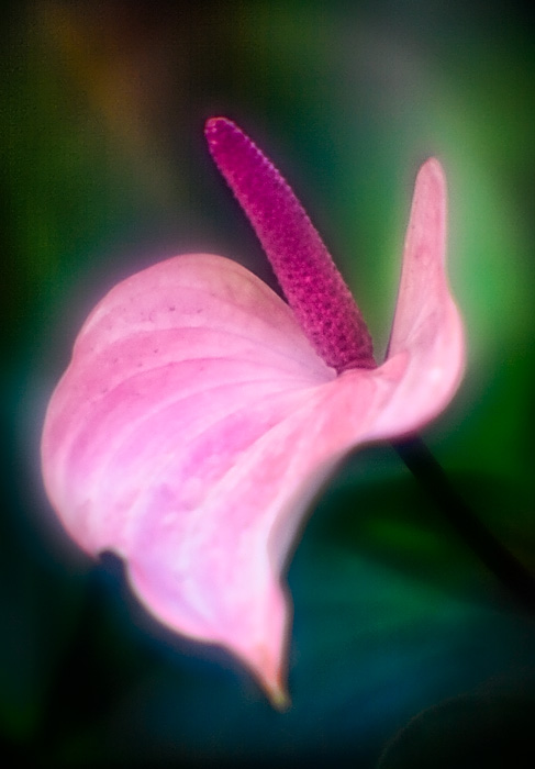 Heavenly Pink