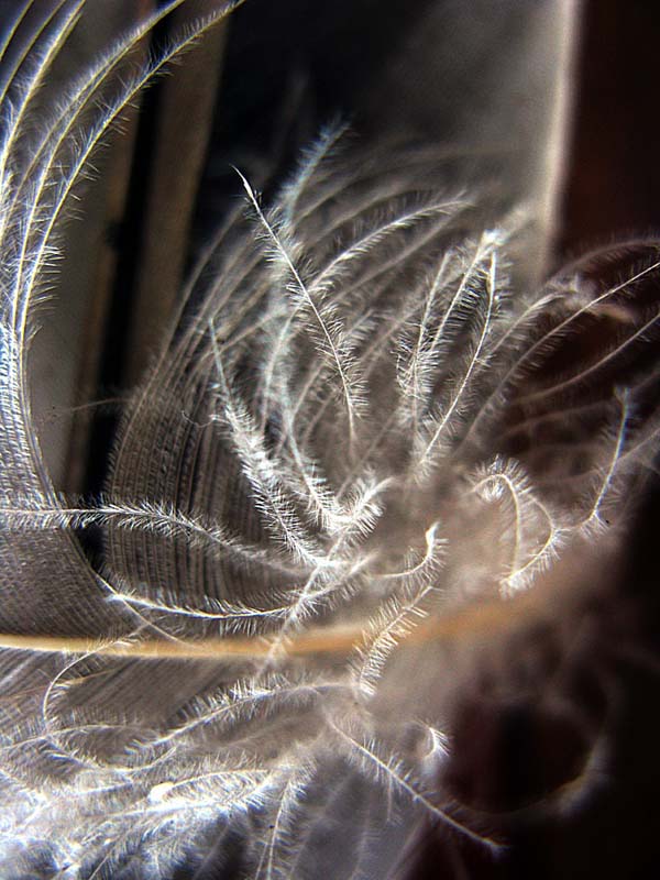 Plumage