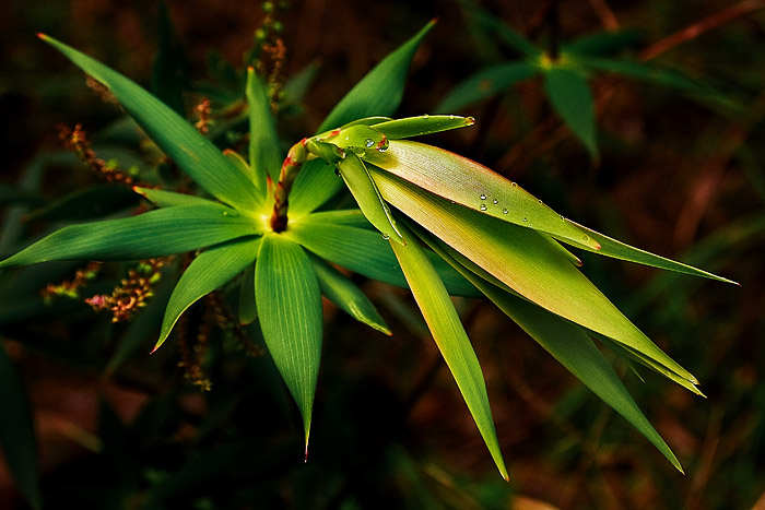 The Drops