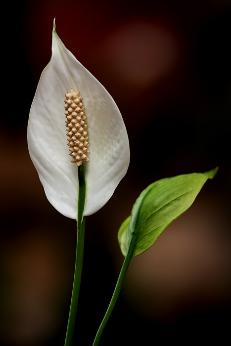 Lily