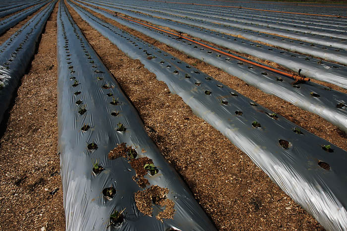 Rows
