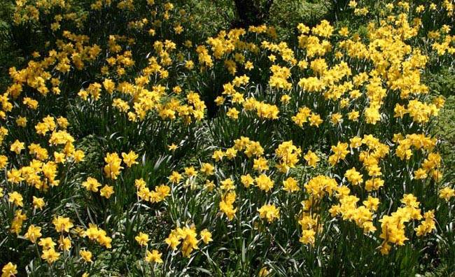 daffs