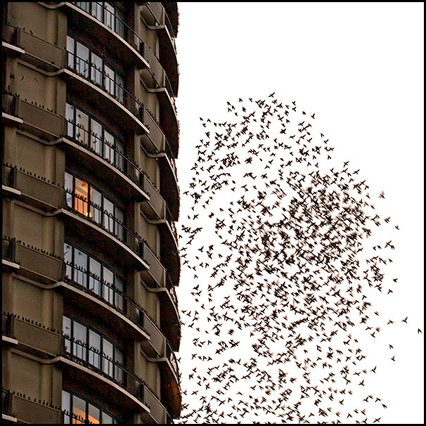 9th- Wings and Windows by Brent