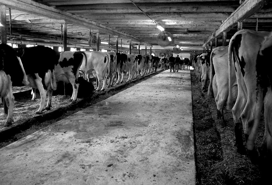 4th- Cows by Sue Anne