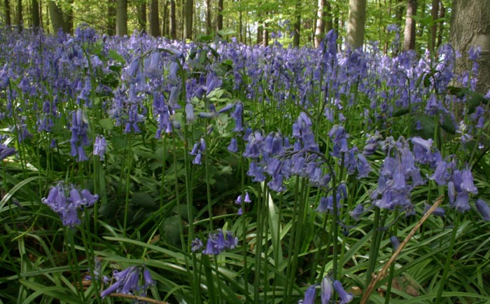 bluebells 2