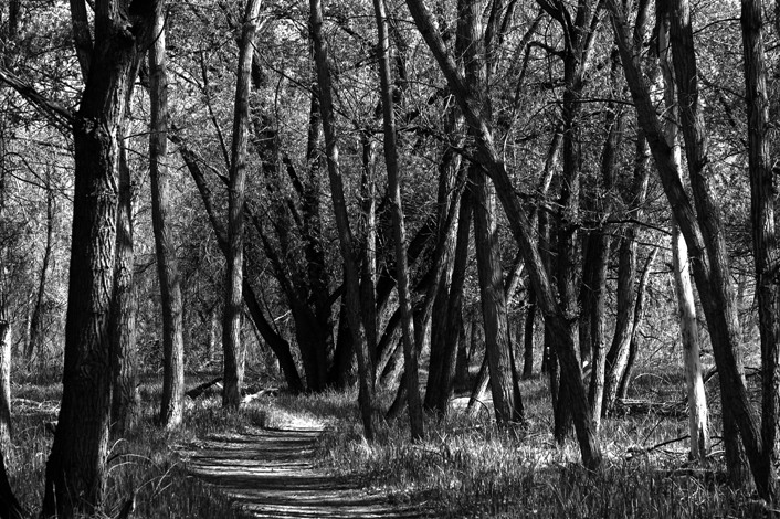 Canopy Trail