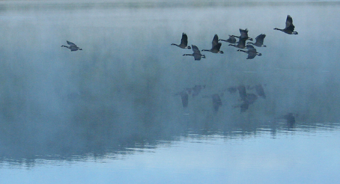 Foggy Flight