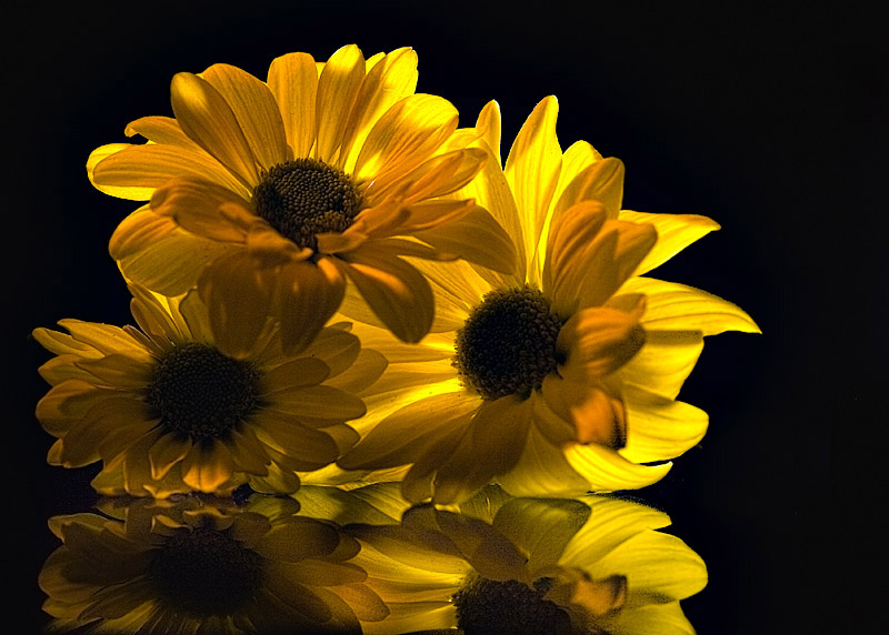 8th Place - Yellow Reflected - by jstrong