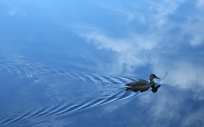 6th Place - Sky and Water - by Mary Anne