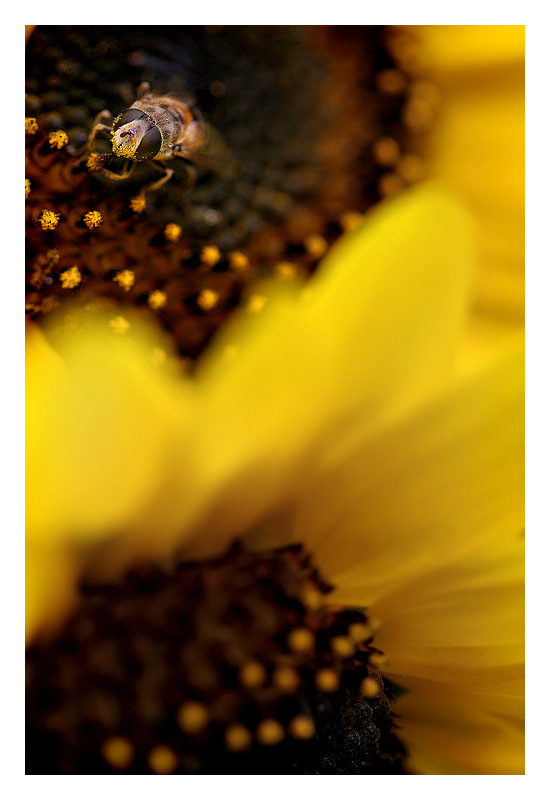 *Glutton for Pollen*