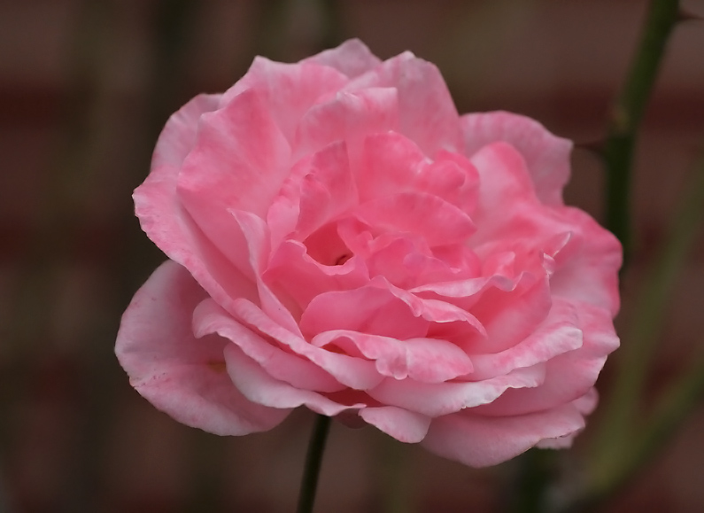 Tenth Place - An early Fall rose - by Sueanne