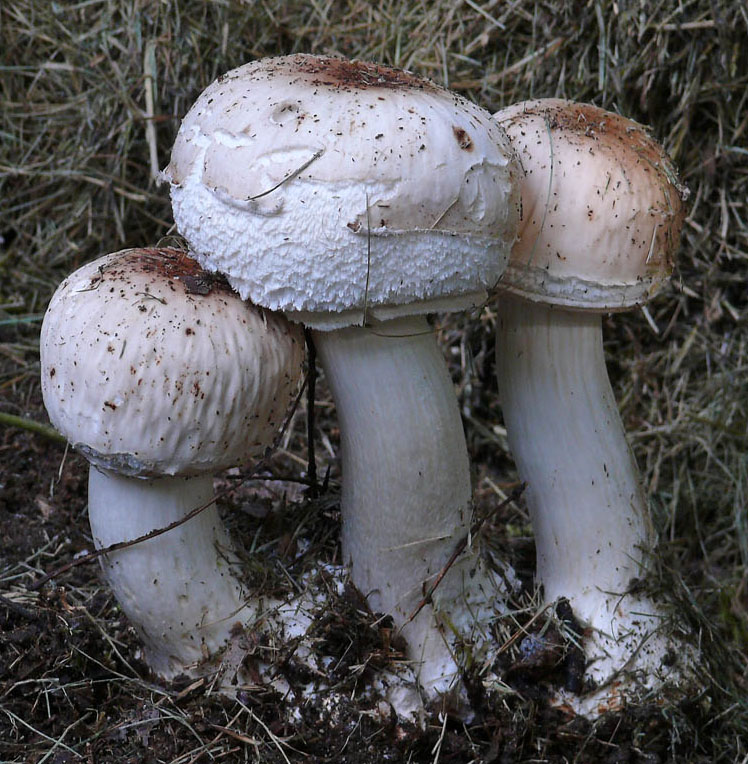 Trio