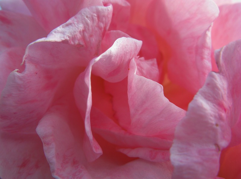 Whispering rose