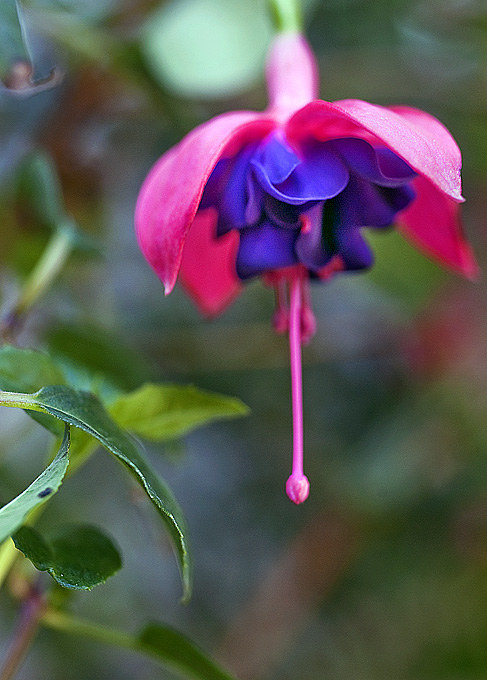 New Guinea Inpatiens