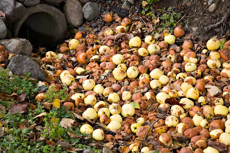 Windfalls