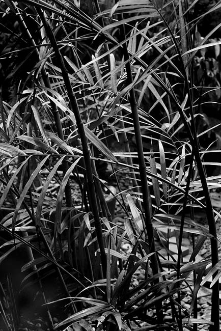Palm