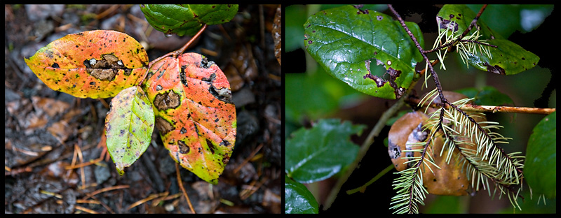 Wet Fall