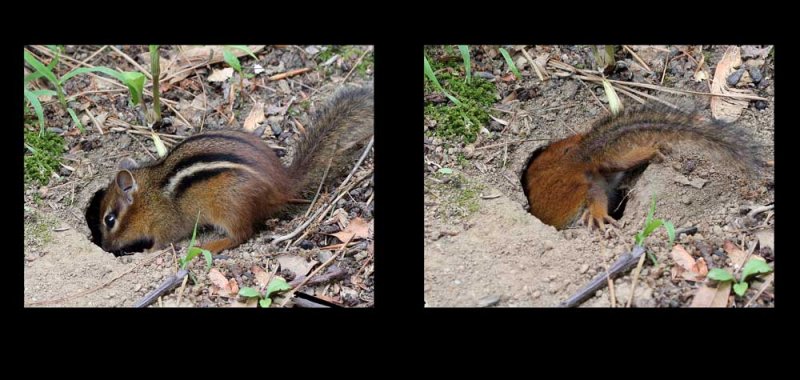 chipmunk