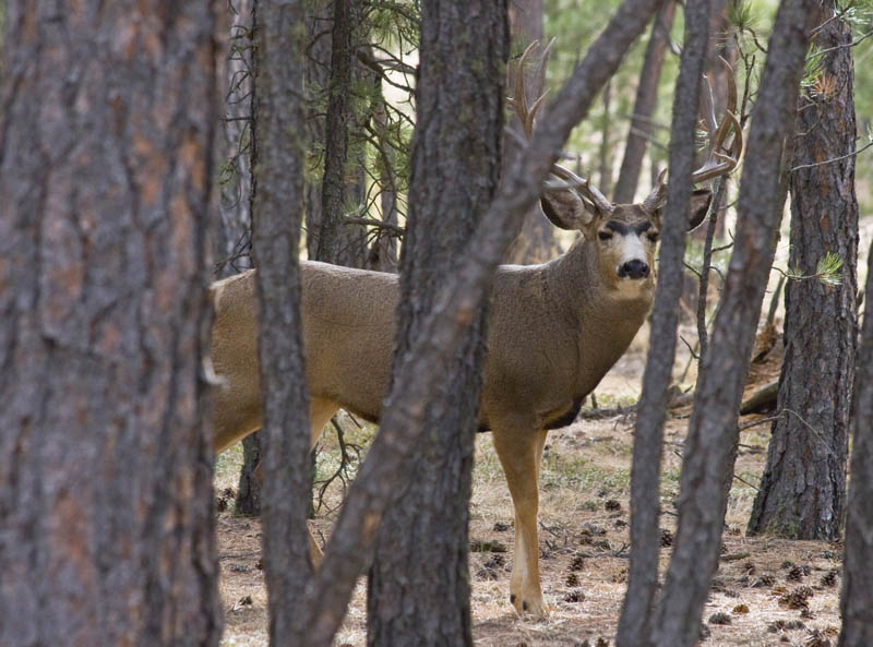 Hunting With a Canon