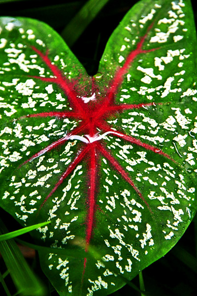 Red & Green