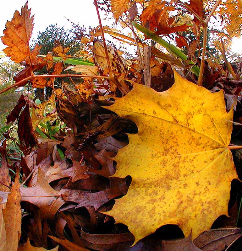 Autumn Leaves