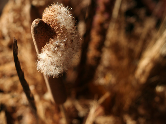 Going to Seed