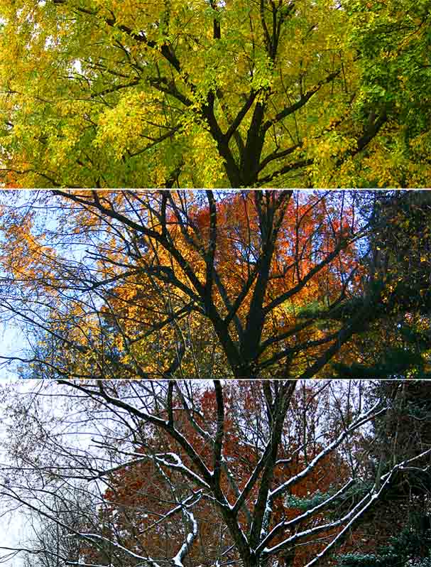 <b>8th: </b>20 Days of Autumn<br>by tvsometime