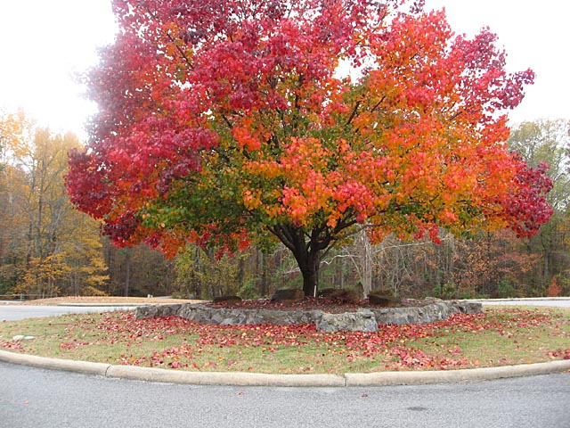 Tree-Change